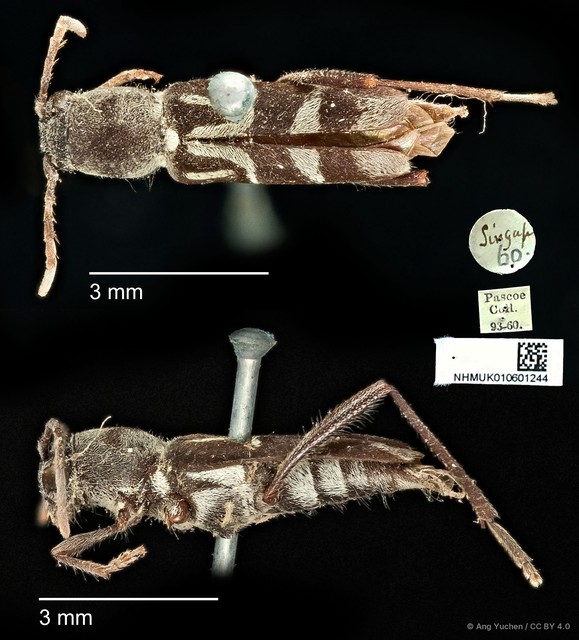 Xylotrechus (Xylotrechus) javanicus•&copy; Ang Yuchen•CC BY 4.0