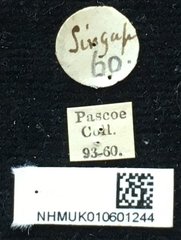Xylotrechus (Xylotrechus) javanicus•All Rights ReservedMuseum Label