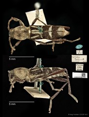 Xylotrechus (Xylotrechus) javanicus•&copy; Ang Yuchen•CC BY 4.0