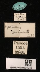 Xylotrechus (Xylotrechus) javanicus•All Rights ReservedMuseum Label