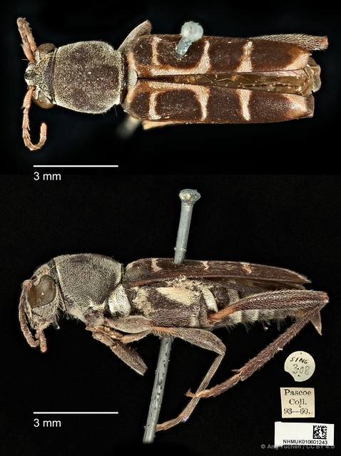Xylotrechus rosinae•&copy; Ang Yuchen•CC BY 4.0