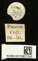 Xylotrechus rosinae•All Rights ReservedMuseum Label