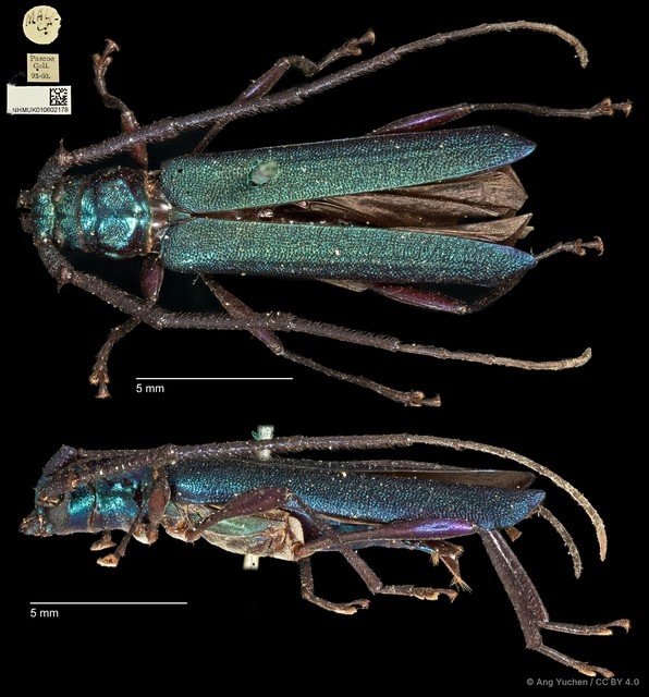 Xystrocera alcyonea•&copy; Ang Yuchen•CC BY 4.0