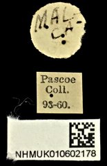 Xystrocera alcyonea•All Rights ReservedMuseum Label