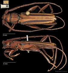 Xystrocera globosa•&copy; Ang Yuchen•CC BY 4.0