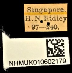 Xystrocera globosa•All Rights ReservedMuseum Label