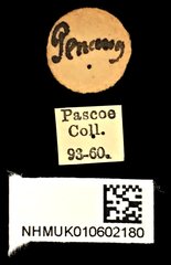 Xystrocera globosa•All Rights ReservedMuseum Label