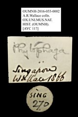 Alticini sp. "cf. Hespera AYC 117"•All Rights ReservedMuseum Label