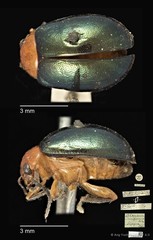Galerucinae sp. "cf. Sphaeroderma viridipennis"•&copy; Ang Yuchen•CC BY 4.0