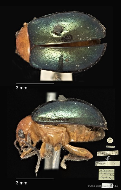 Galerucinae sp. "cf. Sphaeroderma viridipennis"•&copy; Ang Yuchen•CC BY 4.0