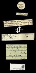 Galerucinae sp. "cf. Sphaeroderma viridipennis"•All Rights ReservedMuseum Label