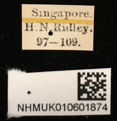 Acrocrypta aureipennis•All Rights ReservedMuseum Label