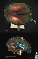 Acrocrypta aureipennis•&copy; Ang Yuchen•CC BY 4.0