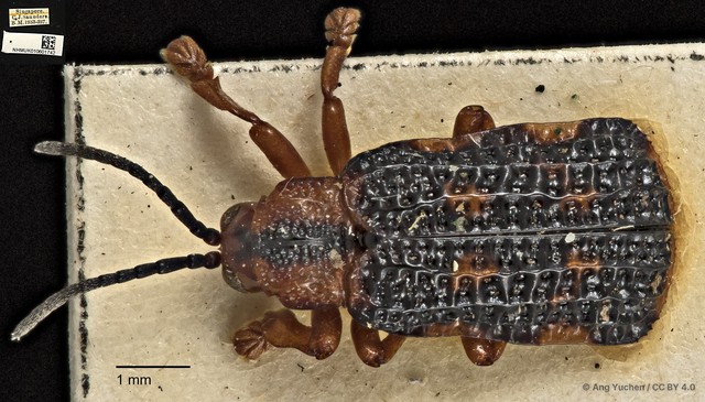 Agonita sp. "cf. undata"•&copy; Ang Yuchen•CC BY 4.0
