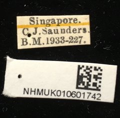 Agonita sp. "cf. undata"•All Rights ReservedMuseum Label