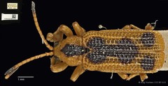 Agonita decorata•&copy; Ang Yuchen•CC BY 4.0