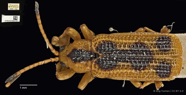 Agonita decorata•&copy; Ang Yuchen•CC BY 4.0