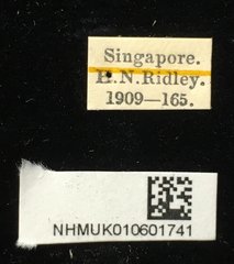 Agonita decorata•All Rights ReservedMuseum Label