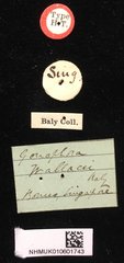 Agonita wallacei•All Rights ReservedMuseum Label