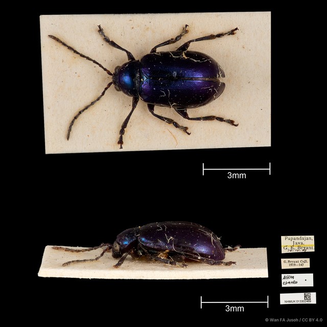 Altica cyanea•&copy; Wan FA Jusoh•CC BY 4.0