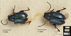 Aphthona strigosa•&copy; Ang Yuchen•CC BY 4.0