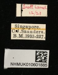 Aphthona strigosa•All Rights ReservedMuseum Label