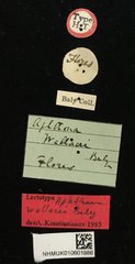 Aphthona strigosa•All Rights ReservedMuseum Label
