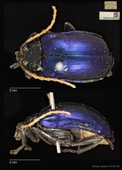 Aplosonyx albicornis•&copy; Ang Yuchen•CC BY 4.0
