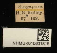 Aplosonyx albicornis•All Rights ReservedMuseum Label