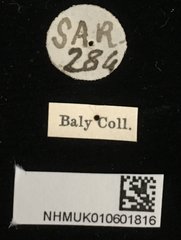 Aplosonyx albicornis•All Rights ReservedMuseum Label