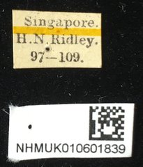 Aplosonyx nigricollis•All Rights ReservedMuseum Label
