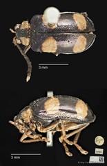 Aplosonyx quadripustulatus•&copy; Ang Yuchen•CC BY 4.0