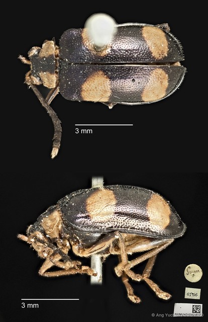 Aplosonyx quadripustulatus•&copy; Ang Yuchen•CC BY 4.0
