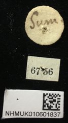Aplosonyx quadripustulatus•All Rights ReservedMuseum Label