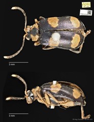 Aplosonyx quadripustulatus•&copy; Ang Yuchen•CC BY 4.0