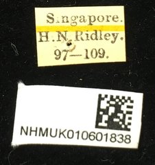 Aplosonyx quadripustulatus•All Rights ReservedMuseum Label