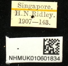 Aplosonyx shelfordi•All Rights ReservedMuseum Label