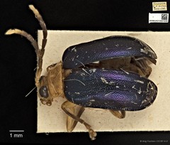 Aplosonyx sumatrensis•&copy; Ang Yuchen•CC BY 4.0