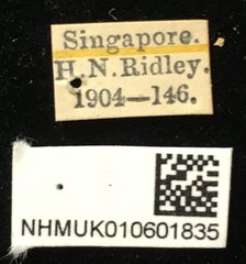 Aplosonyx sumatrensis•All Rights ReservedMuseum Label