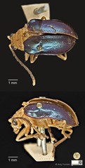 Aplosonyx sumatrensis•&copy; Ang Yuchen•CC BY 4.0