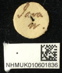 Aplosonyx sumatrensis•All Rights ReservedMuseum Label