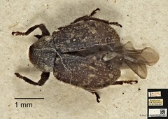 Apolepis aspera•&copy; Ang Yuchen•CC BY 4.0