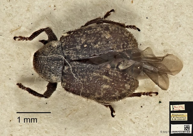 Apolepis aspera•&copy; Ang Yuchen•CC BY 4.0