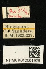 Apolepis aspera•All Rights ReservedMuseum Label