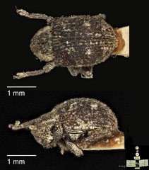 Apolepis aspera•&copy; Ang Yuchen•CC BY 4.0