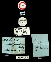 Apolepis aspera•All Rights ReservedMuseum Label
