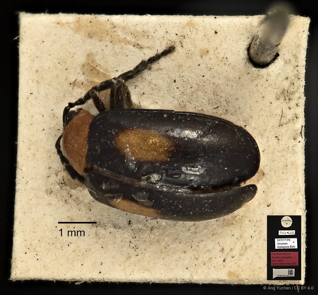Arcastes biplagiata•&copy; Ang Yuchen•CC BY 4.0