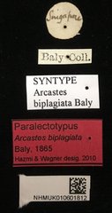 Arcastes biplagiata•All Rights ReservedMuseum Label
