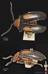 Arcastes biplagiata•&copy; Ang Yuchen•CC BY 4.0