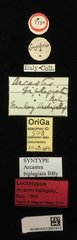 Arcastes biplagiata•All Rights ReservedMuseum Label